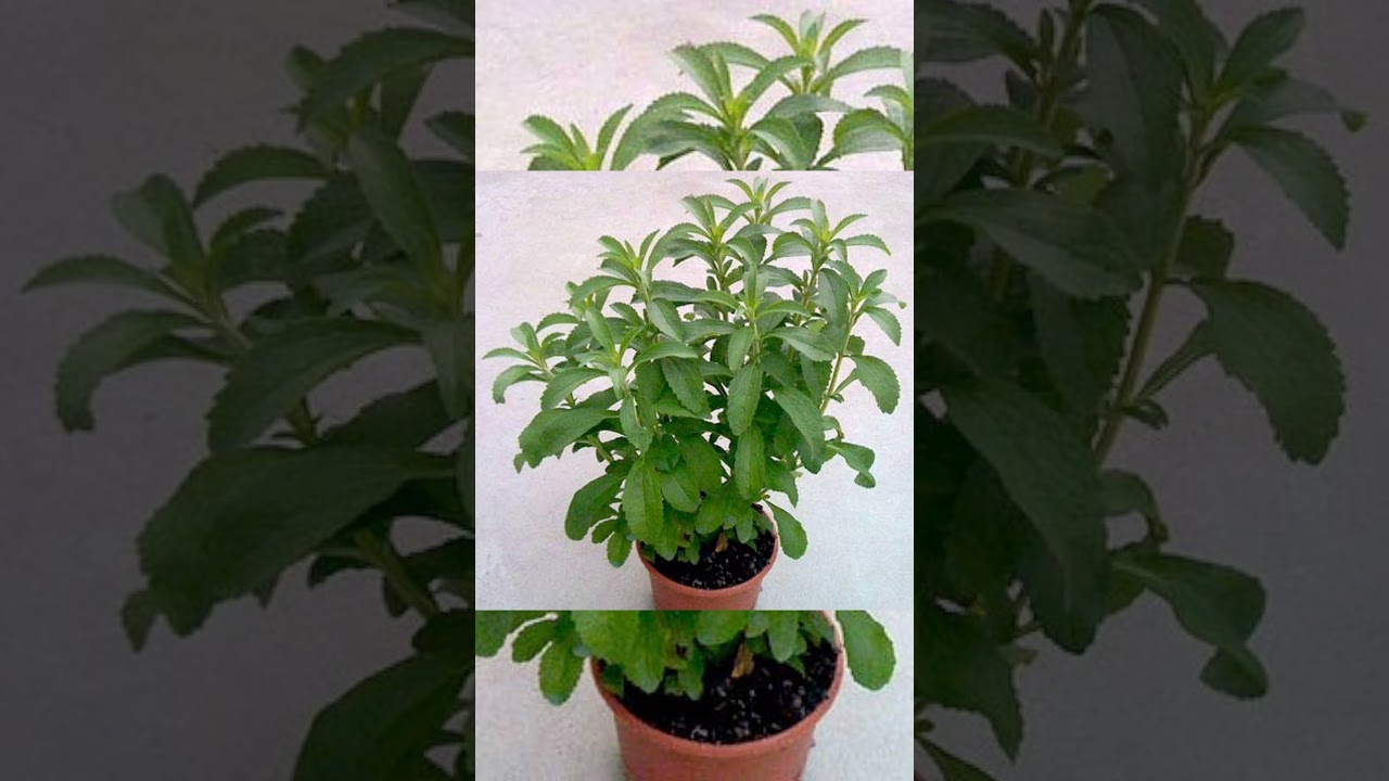 STEVIA PLANT PRICE best SWEETNER  for organic tea. benefits of stevia plant leaves