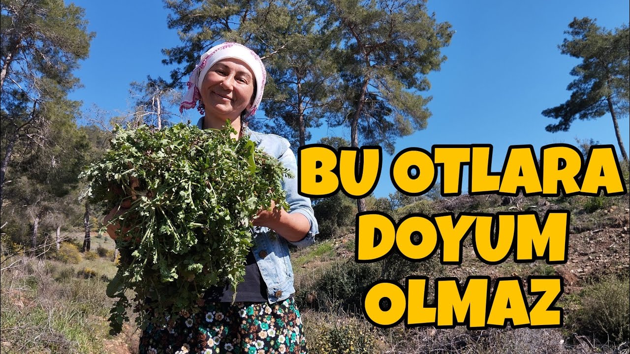 YENİLEBİLİR YABANİ OT TOPLAMA, Gelincik otu, hardal otu, sütlü diken otu