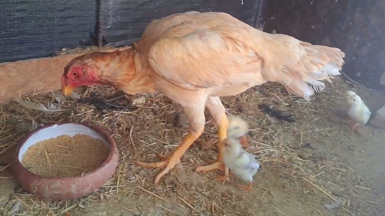 Pollitos malayos puros
