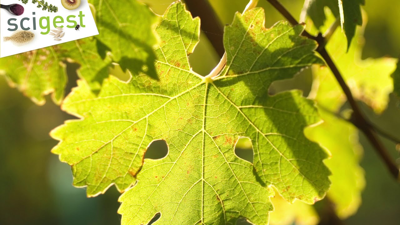 Uncorking the science of climate change and wine