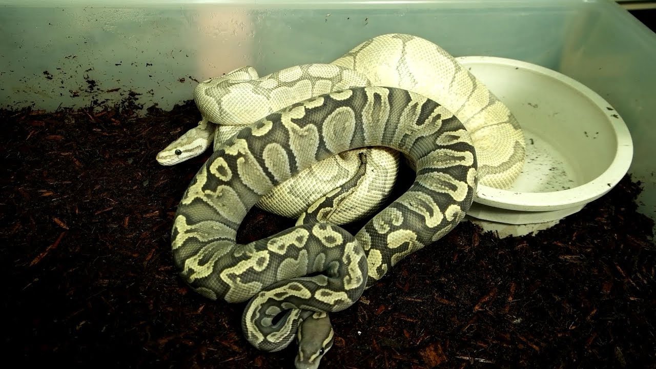 Most Anticipated Ball Python Breeding Projects of 2017 -ClassyHerps