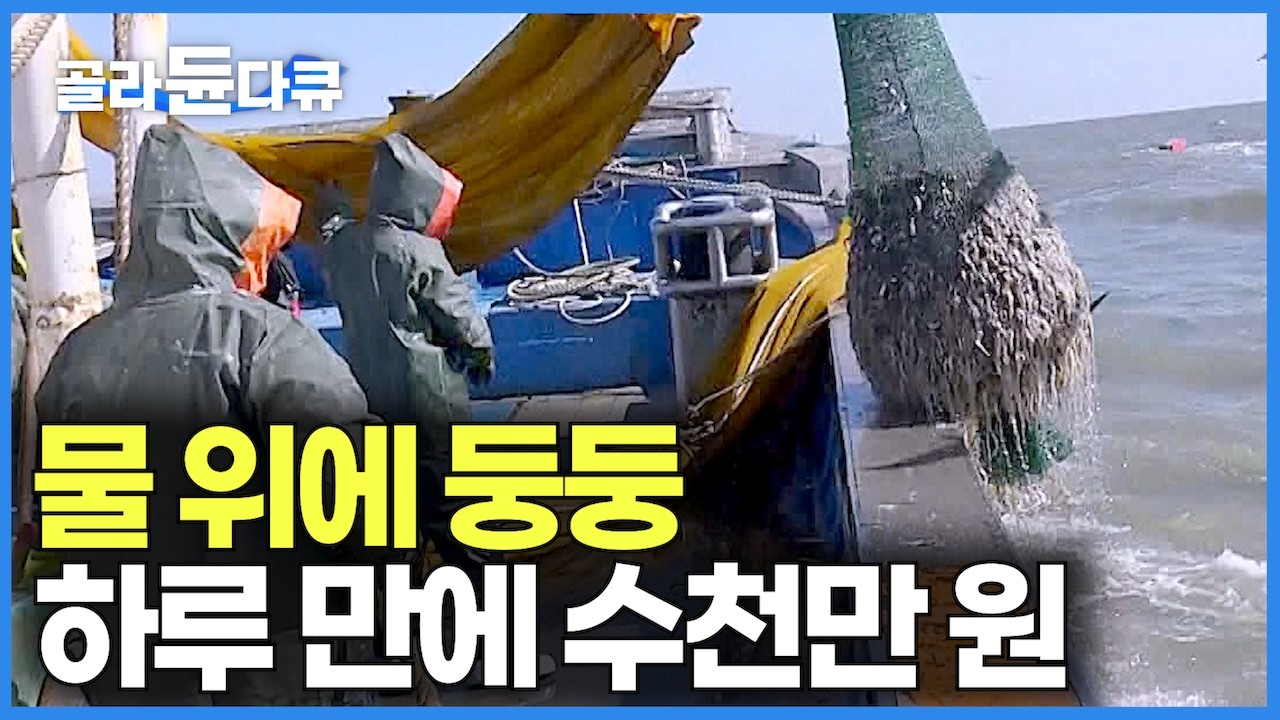 물 위에 둥둥 떠다니는 걸 그물로 떠도 한 번에 300kg 하루 만에 수천만 원 건져먹는 대풍어｜물 반 주꾸미 반 대박｜봄 바다의 해산물｜만선 주꾸미잡이｜극한직업｜#골라듄다큐