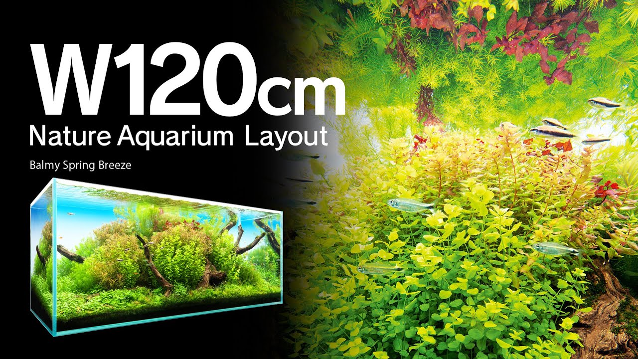 [ADAview] Balmy Spring Breeze 春彩薫風 -W120cm NatureAquarium Layout-【EN/JP Sub.】