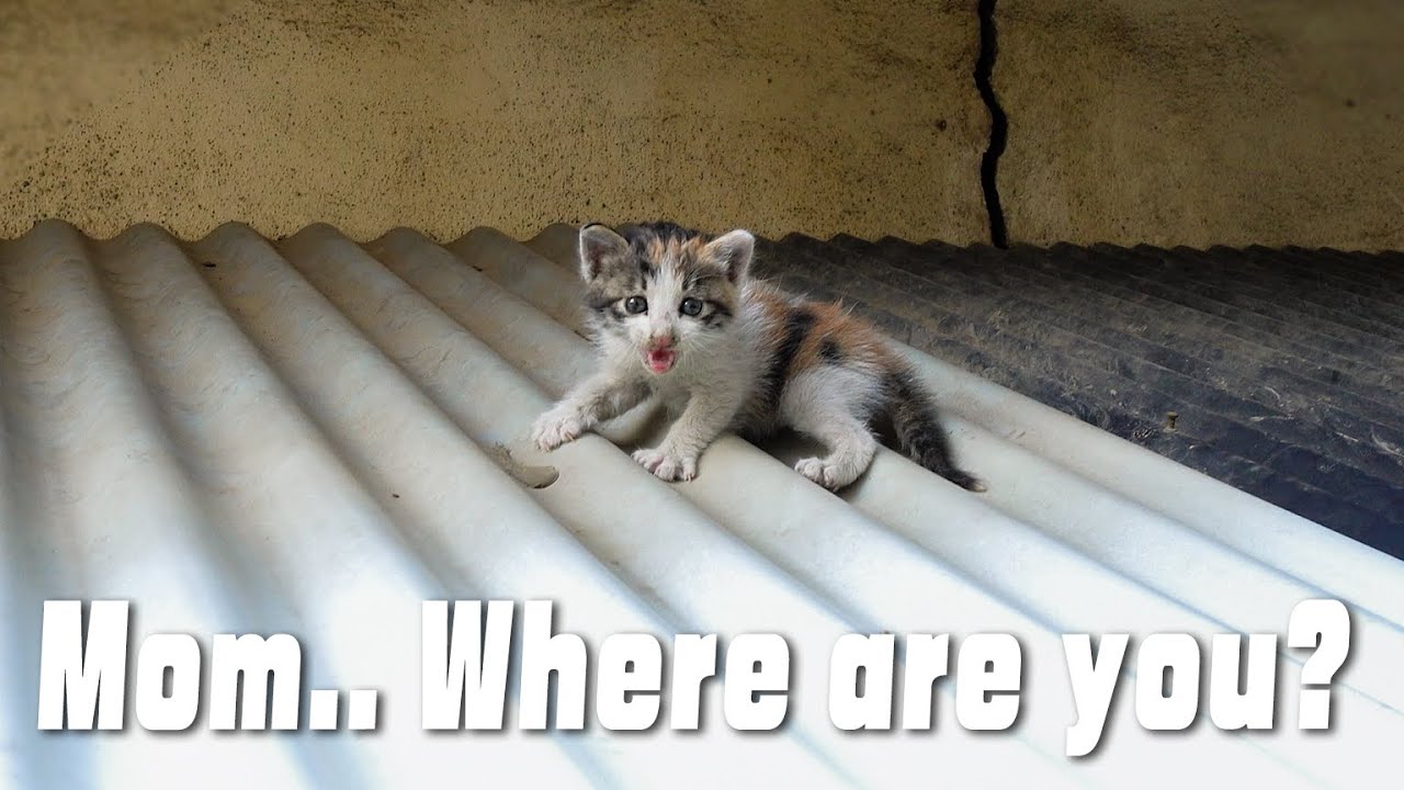 I Used a Translator On a Talkative Kitten (RESCUE ABANDONED KITTEN)
