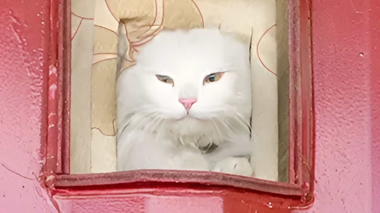 우리집 비밀 문으로 다니는 시골 고양이