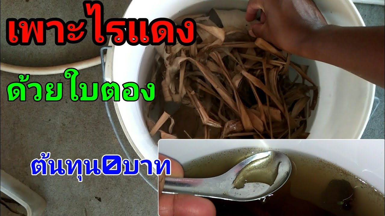 ทดลองเพาะไรแดงด้วยใบตองแห้ง