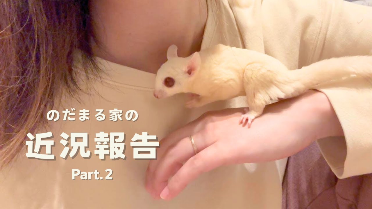 【フクロモモンガ】７匹多頭飼いモモンガたちの最近の様子