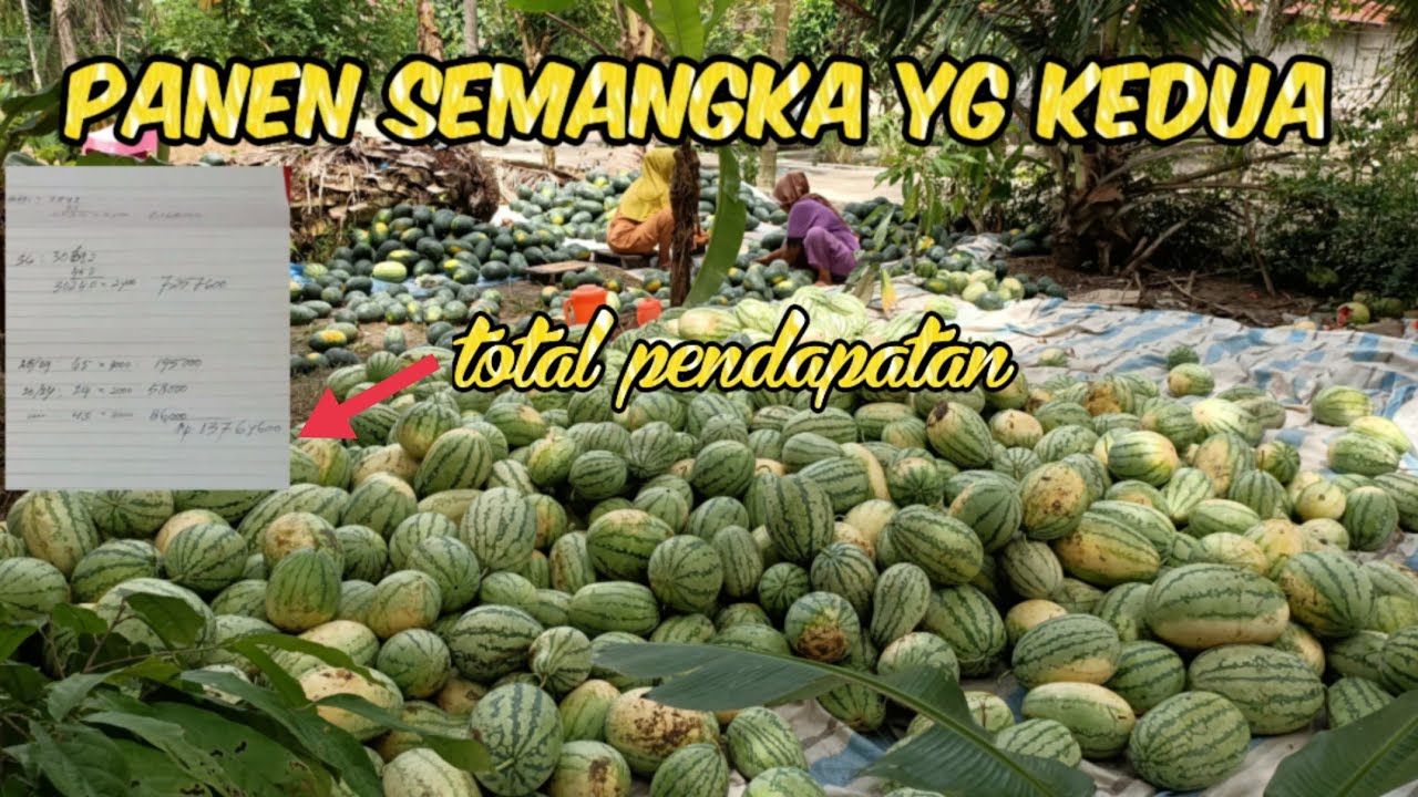 Panen Semangka Tahap Kedua & Menghitung Total Pendapatan  Panen Semangka #nardyshu #petani #semangka