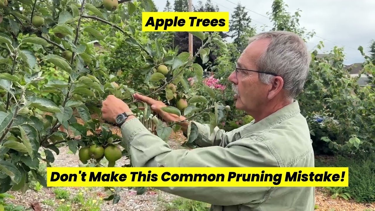 Don't Make These Apple Tree Pruning Mistakes