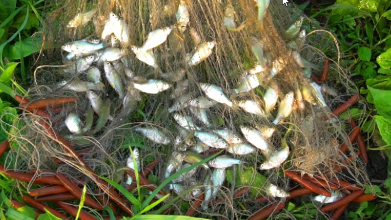 Amazing Fishing | Best Net Fishing | Asian Village Traditional Fishing with Net