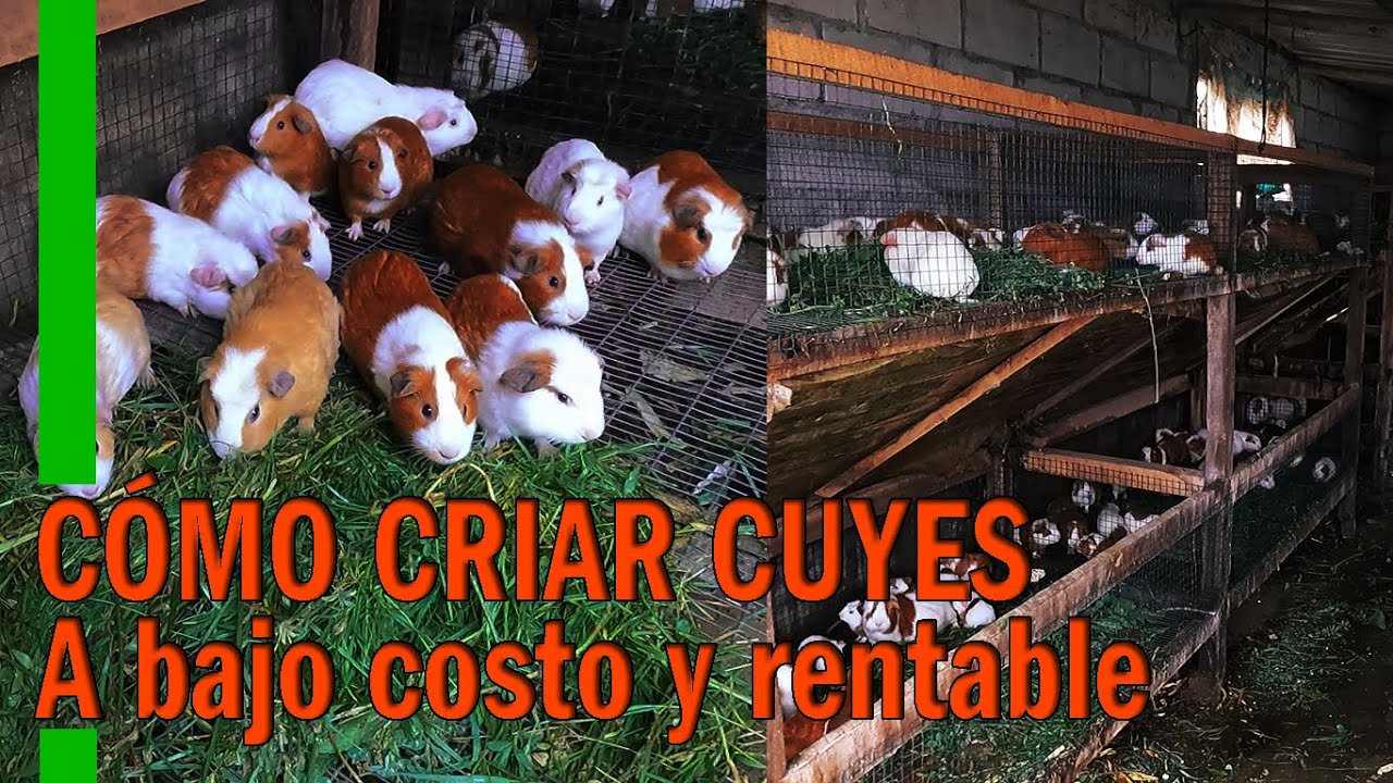 C&Oacute;MO CRIAR CUYES A BAJO COSTO Y RENTABLE - RECOMENDACIONES B&Aacute;SICAS