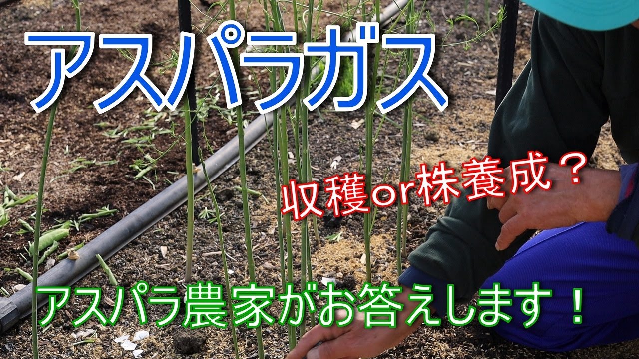 【アスパラガス】【家庭菜園】【初心者】細いアスパラ　収穫してもいいの？株養成の実際　2021/4