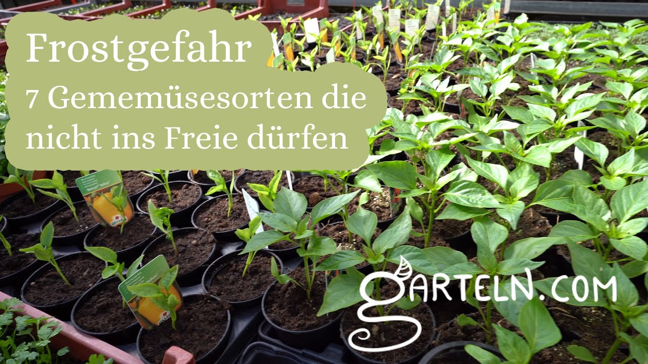 7 Gem&uuml;sesorten die im April noch drinnen bleiben sollten