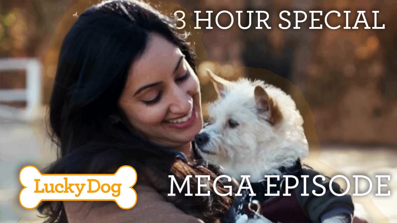 From Rescue to Forever Home |  3-hour Lucky Dog Marathon!