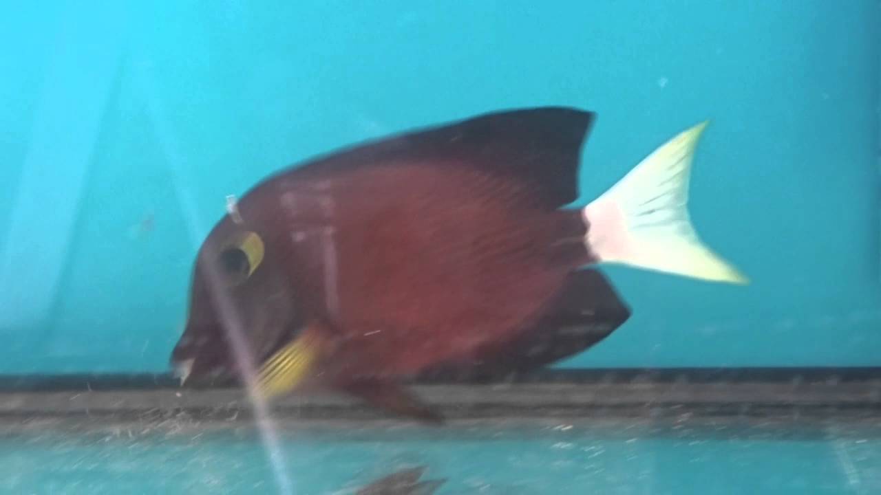 White Tail Bristletooth Tang Eating