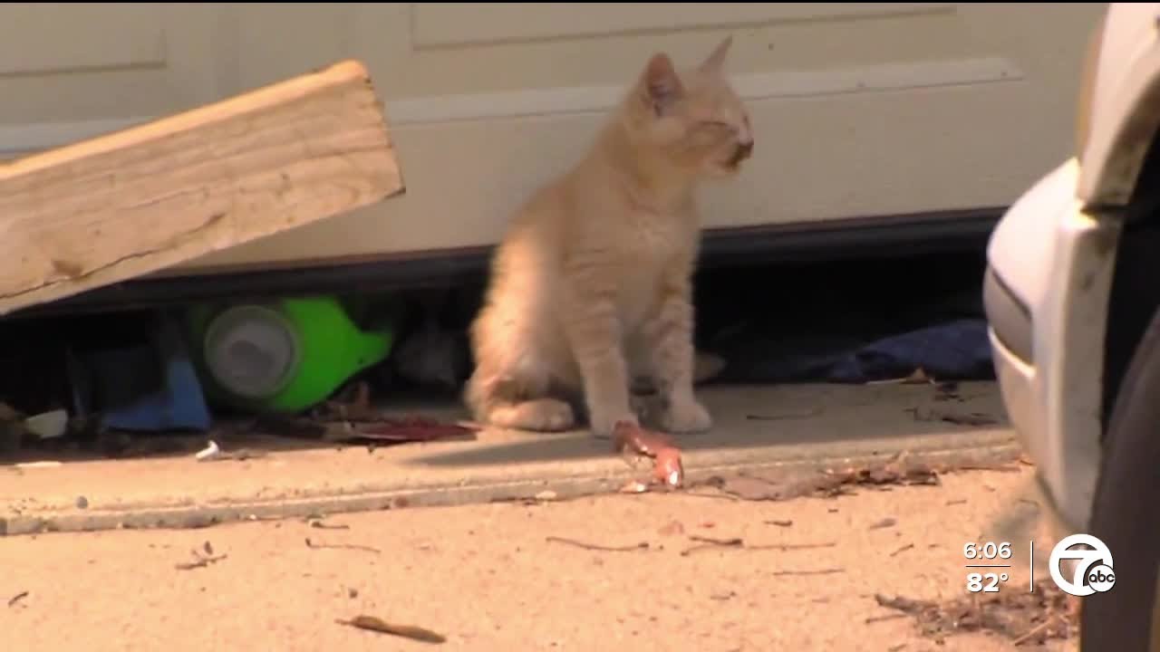 Concerns over efforts to control cat population efforts in St. Clair Shores