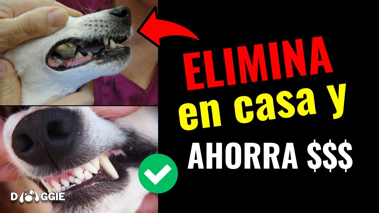 Elimina el Sarro de tu Perro en Casa SIN Veterinario (Métodos Fáciles y Baratos)