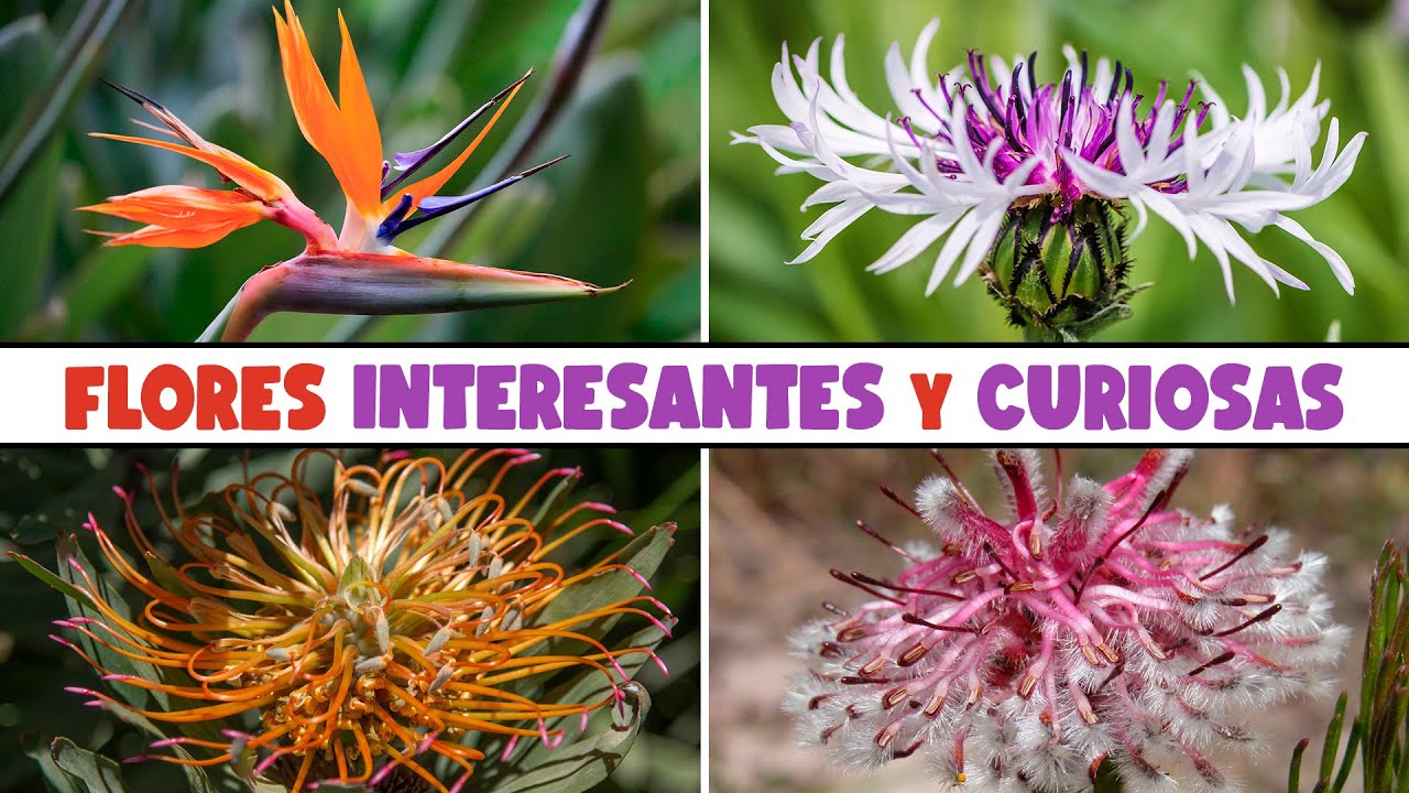 10 FLORES CURIOSAS y con una FORMA MUY INTERESANTE