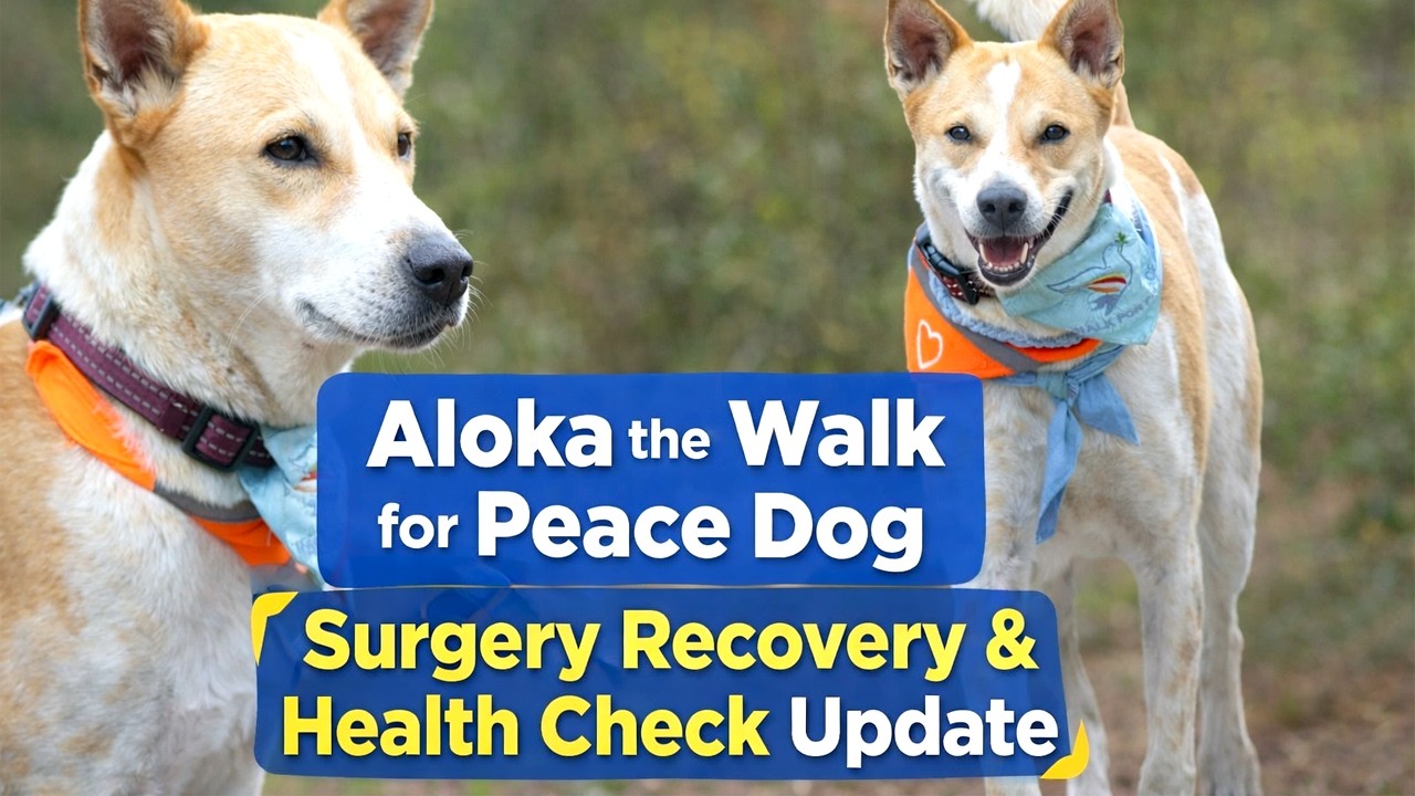Aloka the Walk for Peace Dog | Surgery Recovery & Health Check Update