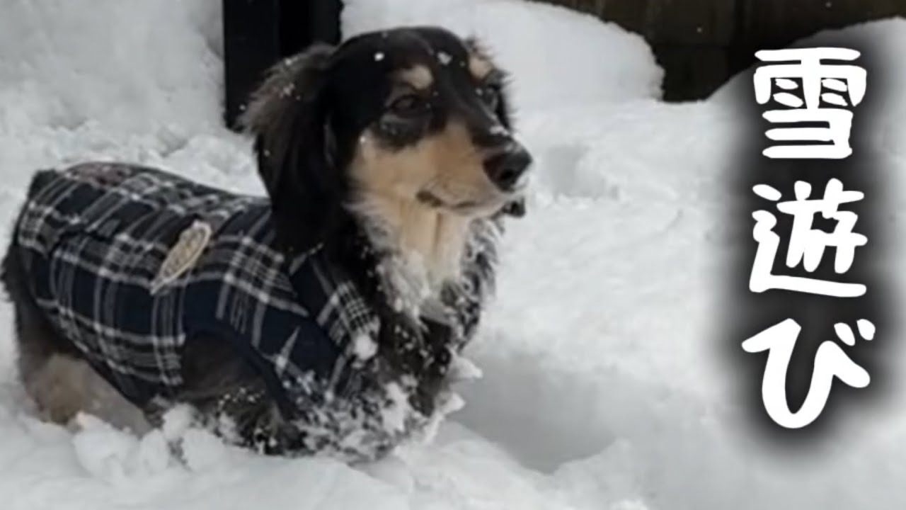 雪遊びしたら狩猟の血が騒いでしまったお犬さん