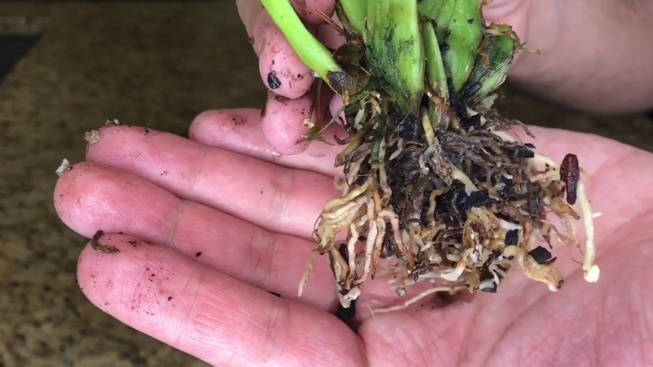 Repotting My New Epidendrum Green Hornet: Semi-Hydroponics
