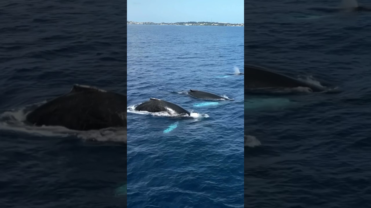 Whale Watching in Bermuda: A Bucket List Experience | Go To Bermuda