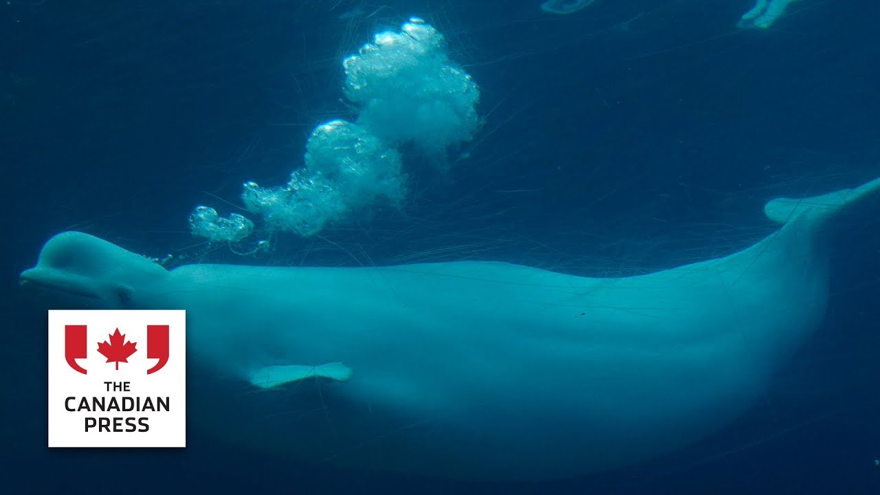 Beluga trainer fired by Marineland speaks out