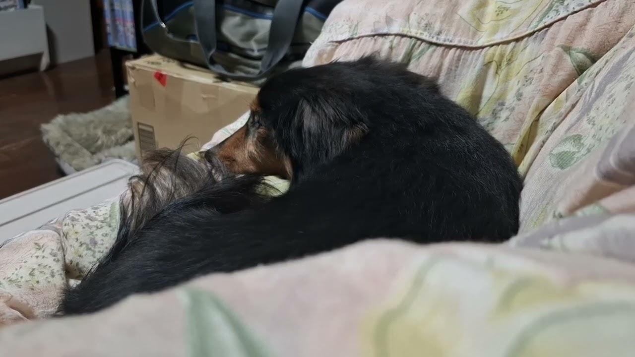 犬_20260208
