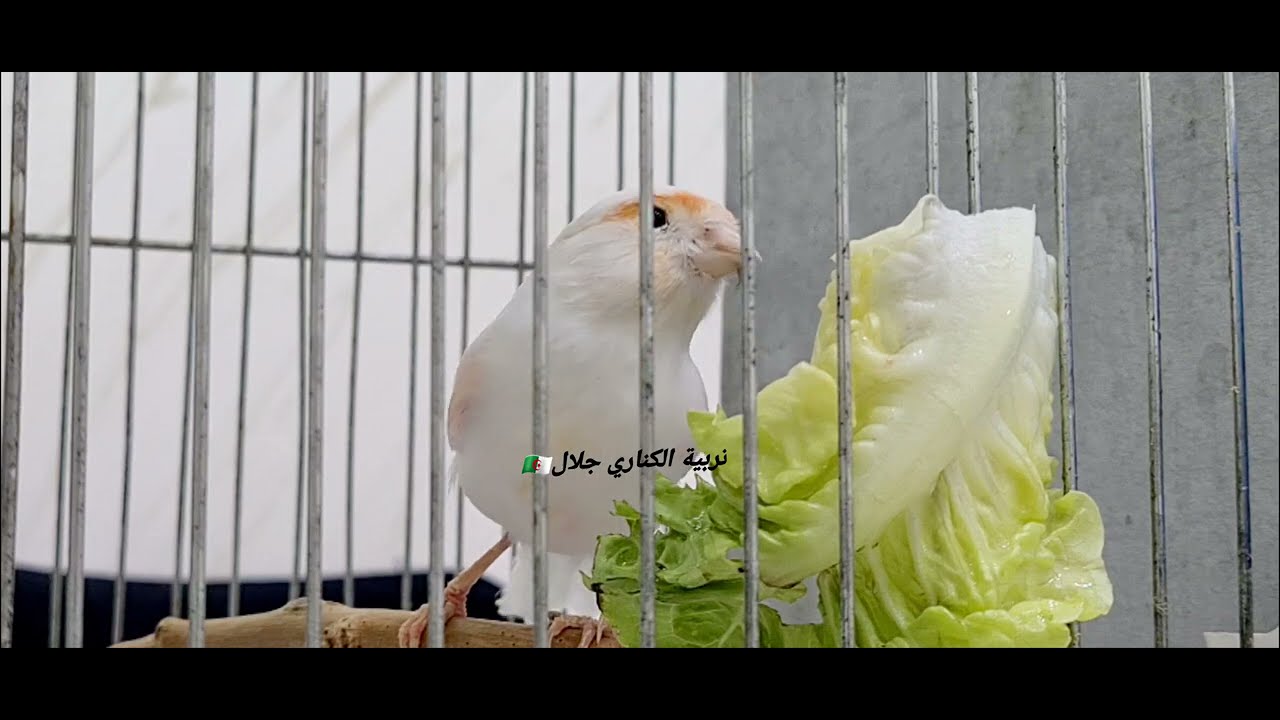 أسرار التعامل مع إناث الكناري لتجهز بسرعة والإنتاج منها بكل سهولة