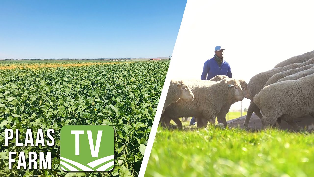 Volhoubaarheid in die wolbedryf / KRM Hereford Stud: Plaas TV 30 Jan 2023
