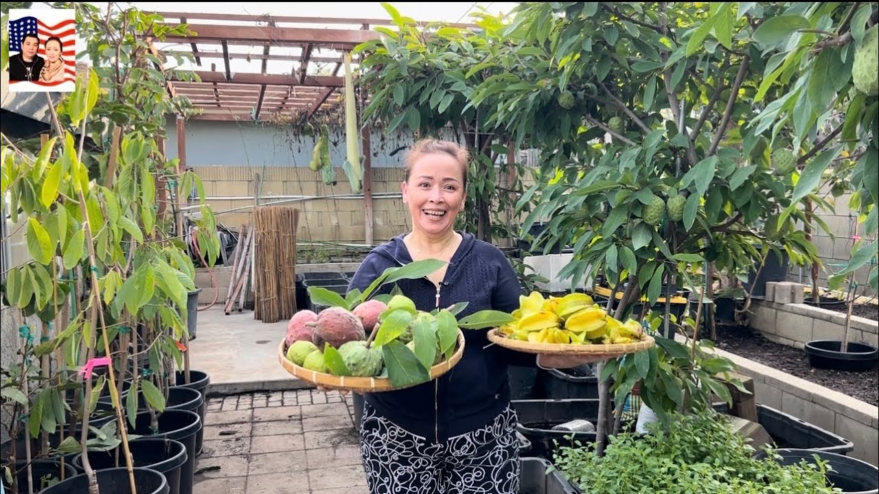 🤝🎁Hái khế ngọt mãng cầu tặng bạn ở Bắc California 💐👍