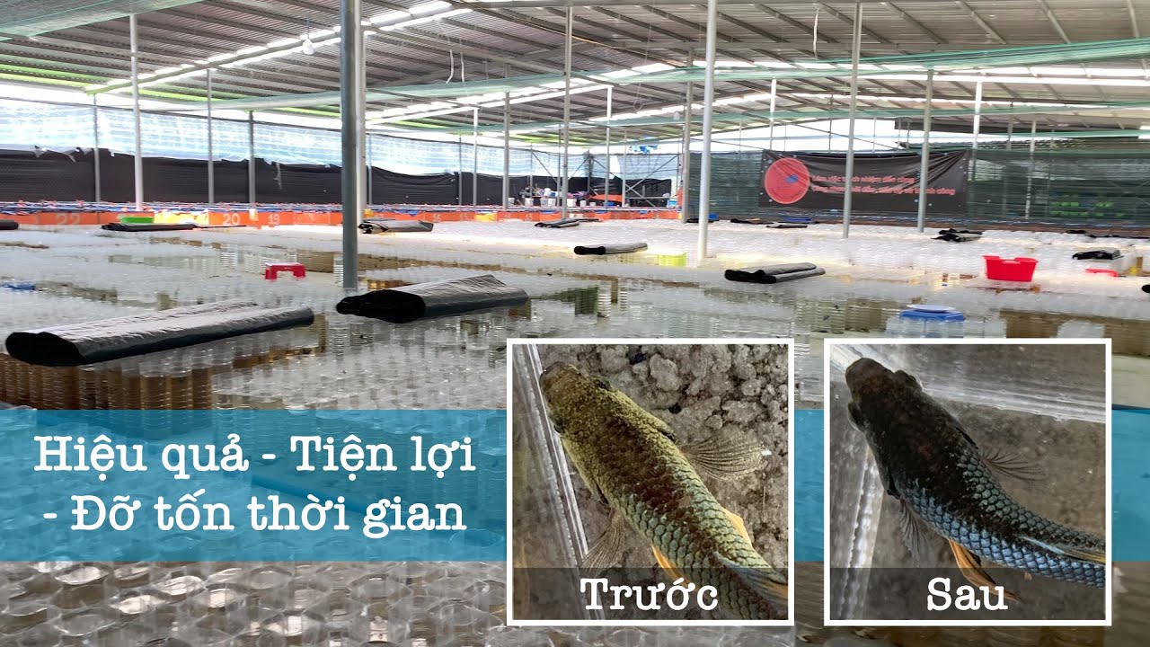 Bí Quyết Trị Nấm Sạch Sành Sanh Của Trại Cá Tiền Tỷ bằng Parakill