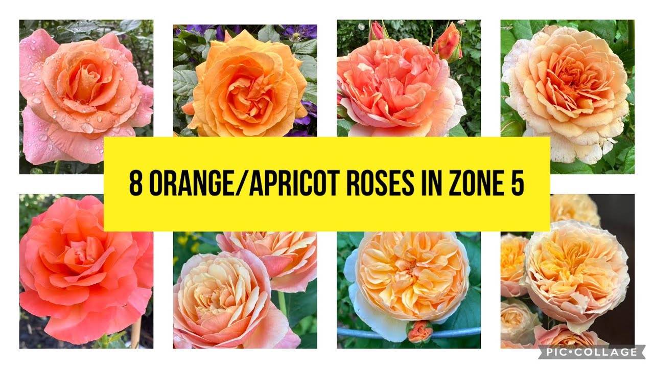 8 Orange Roses / Apricot Roses in Zone 5 garden: David Austin, Kordes, Weeks and more. 5区橙色玫瑰月季品种介绍