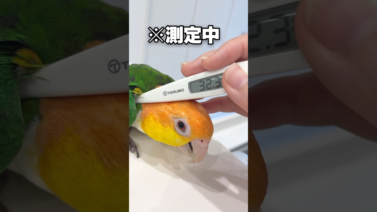 鳥の体温を測ってみたら思ってたのとなんか違うww【シロハラインコ】 #shorts