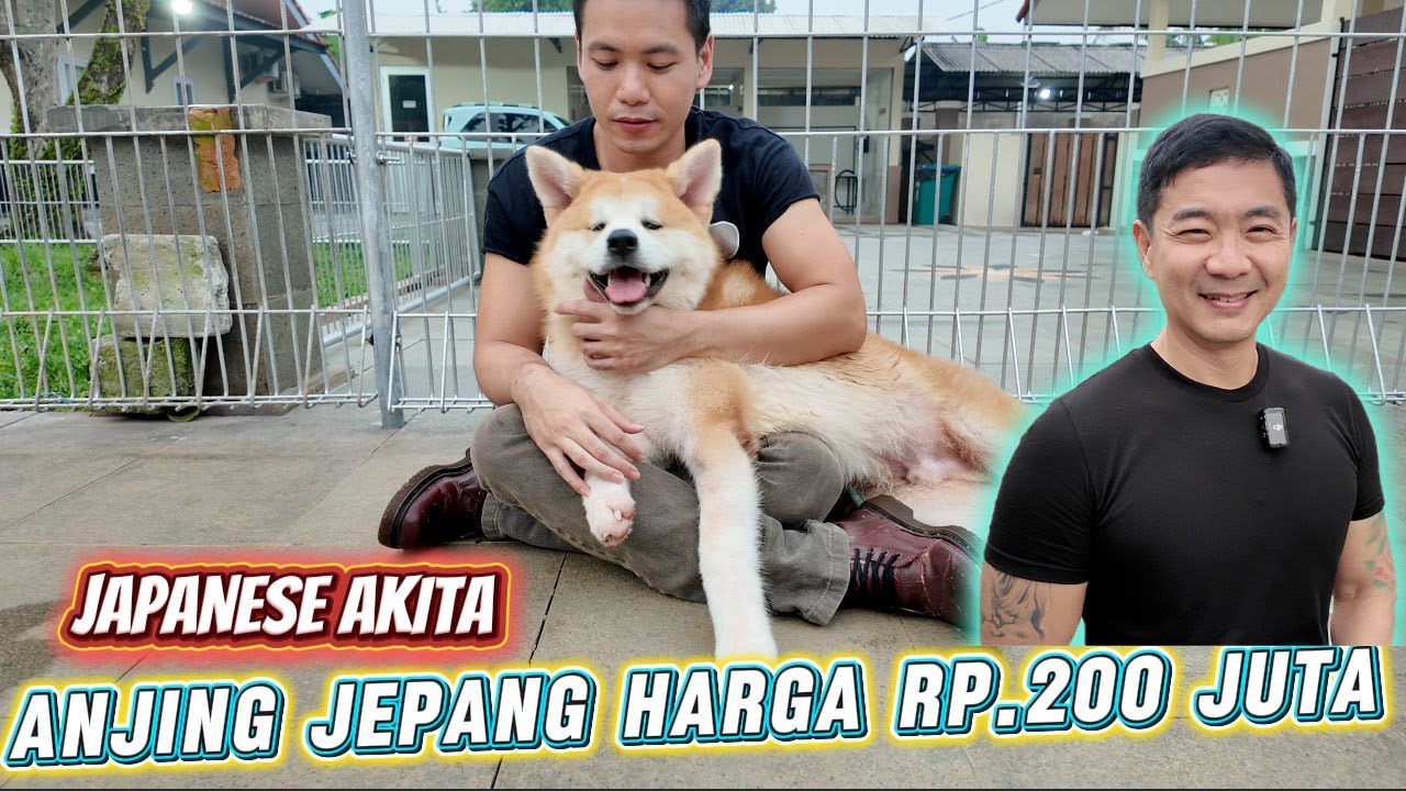 Sadis !!! Newbie Ternak Anjing Jepang Ditawar Rp.200 Juta
