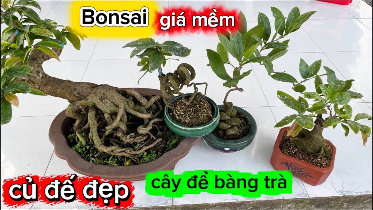 15-3-2026☎️0344.640.641 thành Công 🌳mai bonsai giá mềm-củ đế đẹp. 