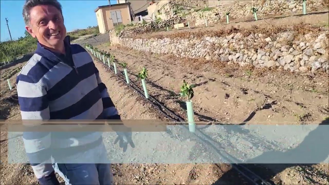BERGAMOTTO POTATURA DI TRAPIANTO: L'ESPERIENZA DI MARIO IANNO'