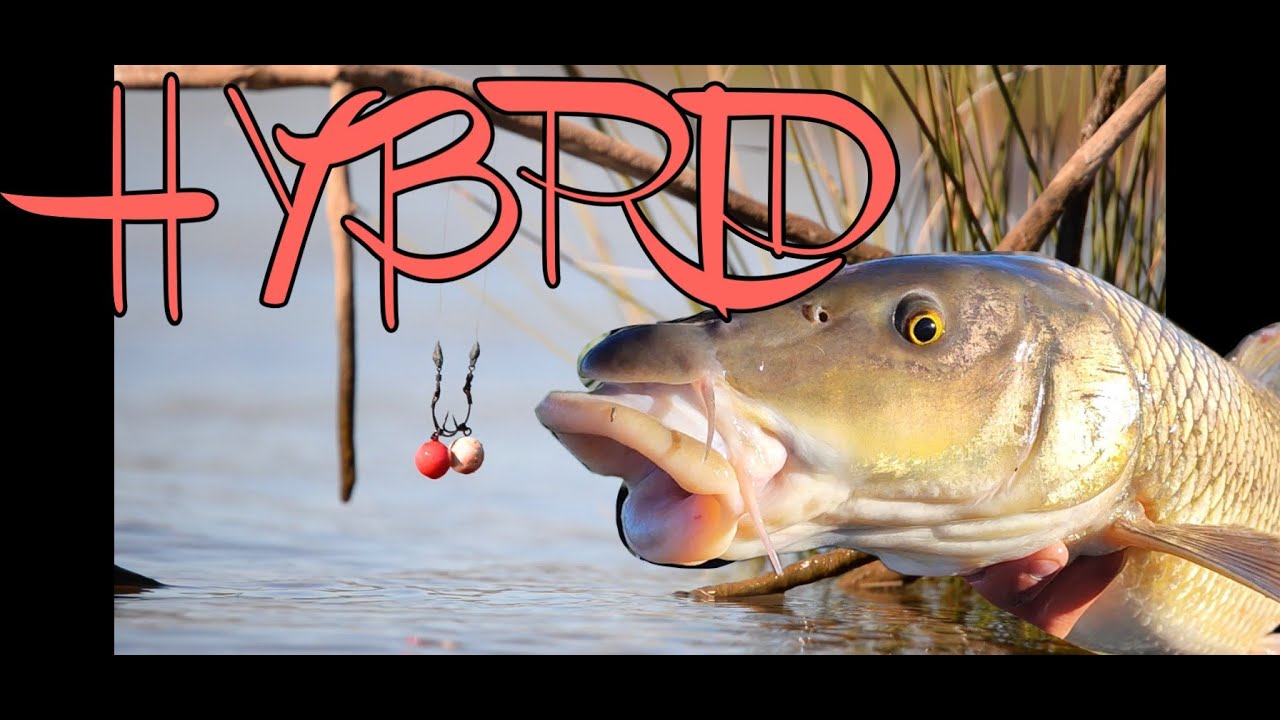 CARPFISHING en la torre ( la cosa va de barbos)