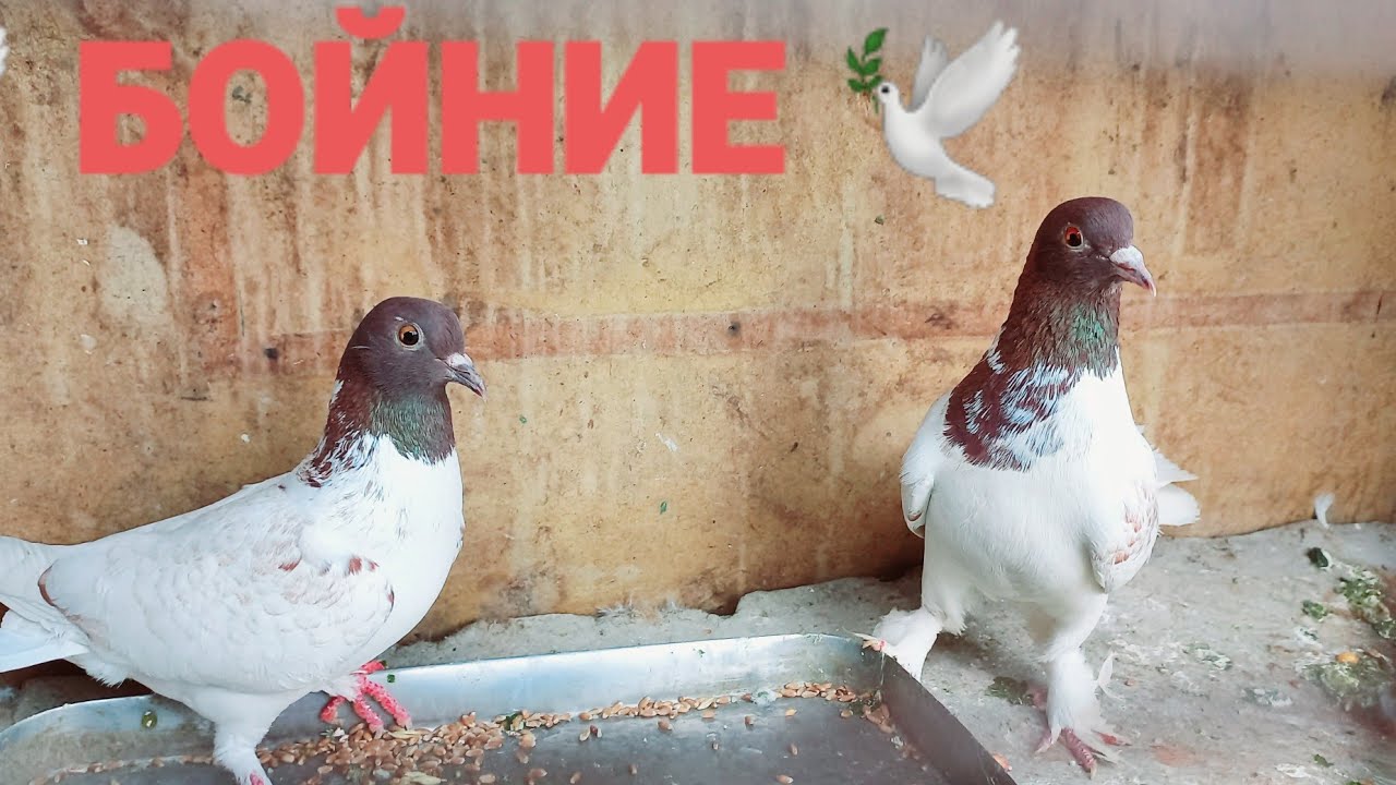БОЙНИЕ 🕊УЙИНЧИ КАБУТАР &Ograve;YINCHI KABUTAR 2022