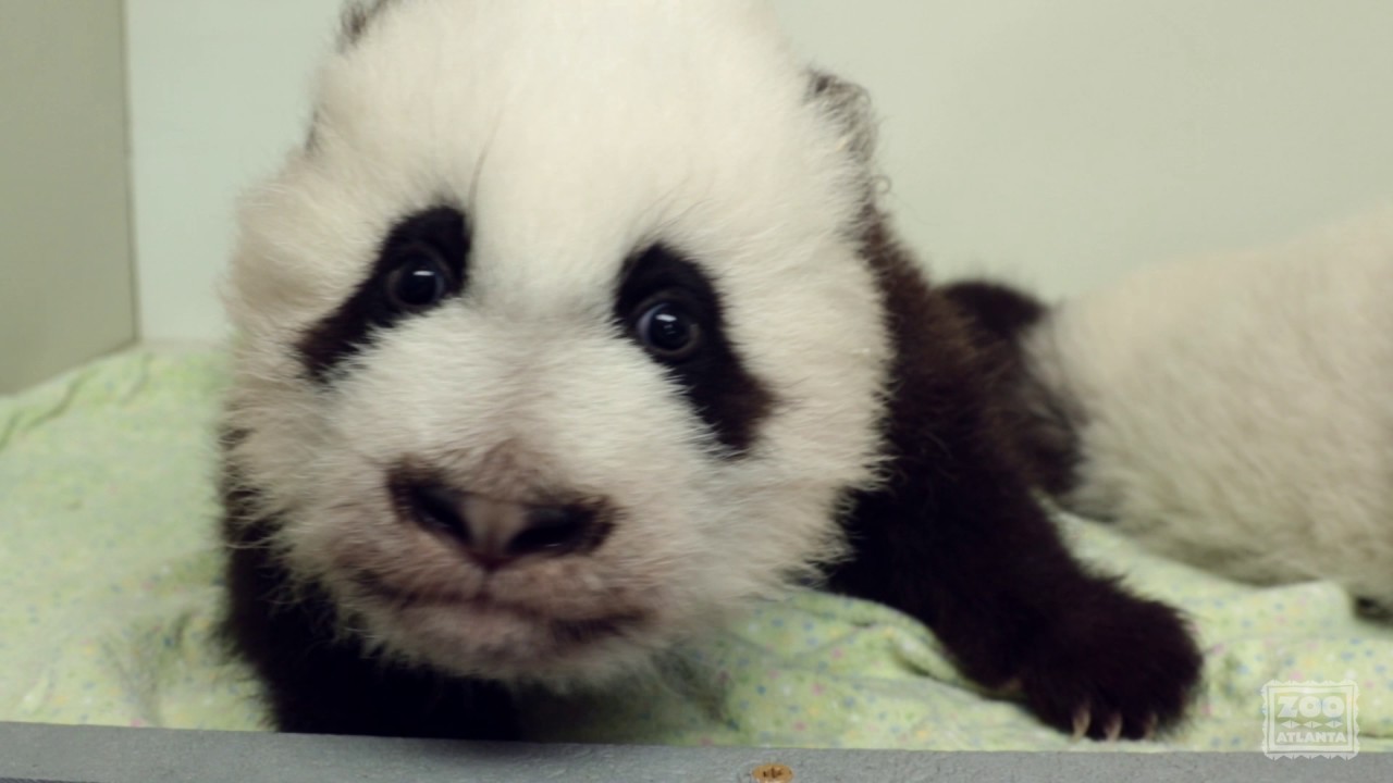 Panda Cubs 2016: Day 90