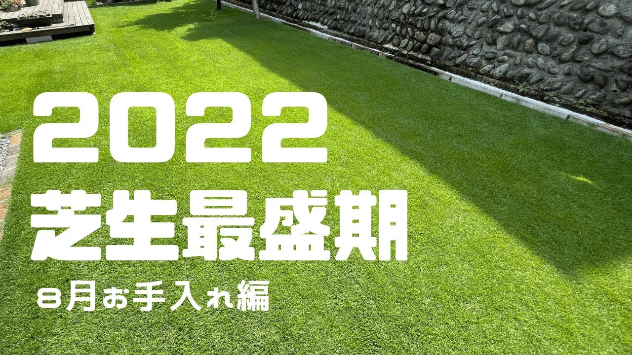 ピーク芝到来。2022年の芝生最盛期。
