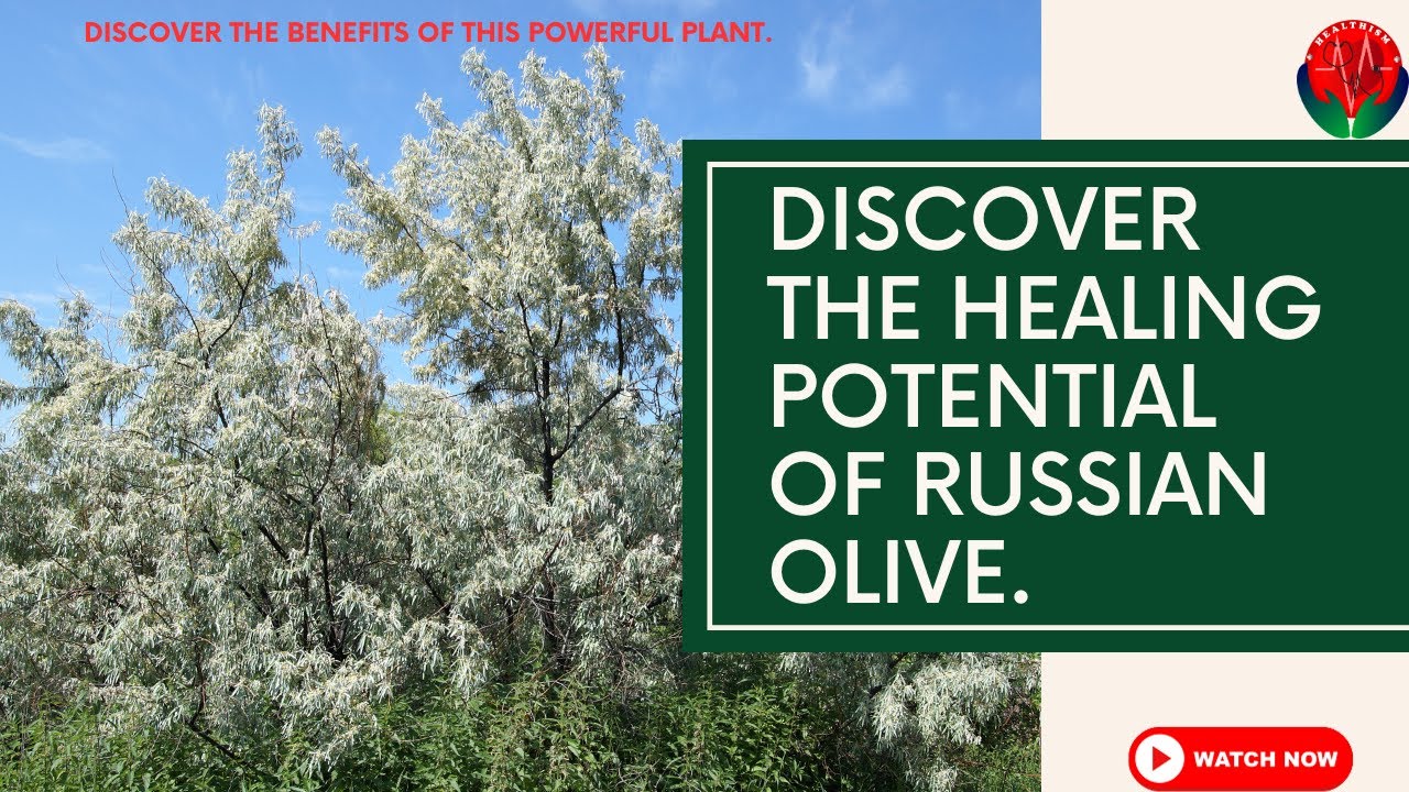 Healing potential of Russian Olive| Best of holistic wellness.