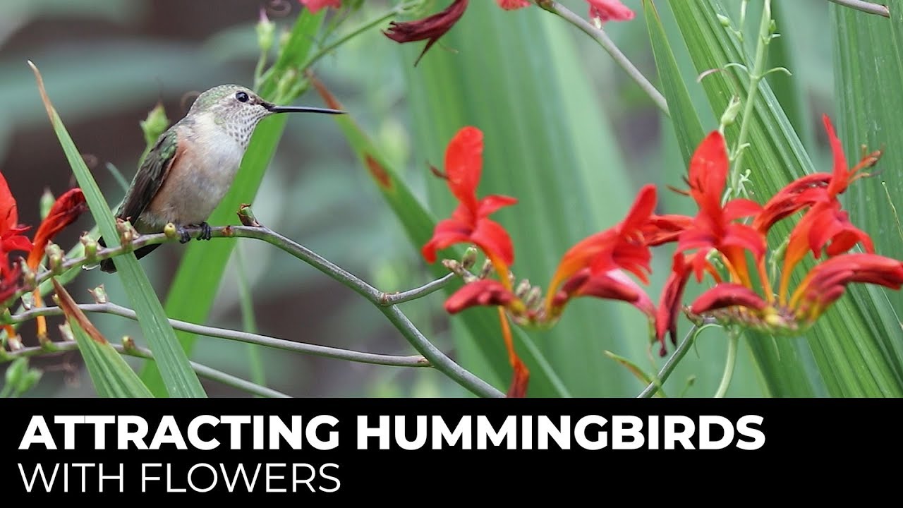 The Best Hummingbird Flowers -  #3 Jacob Cline Bee Balm