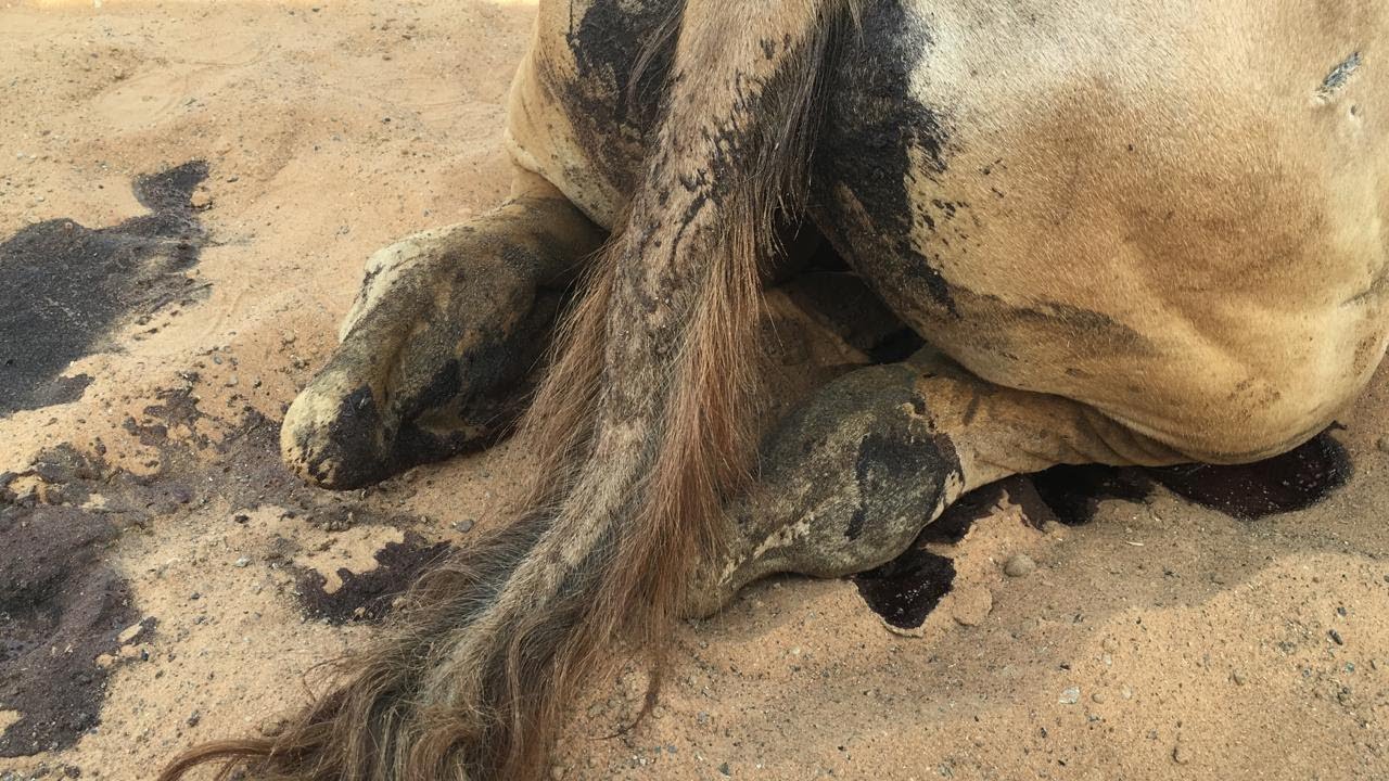 Hemorrhagic disease in camels