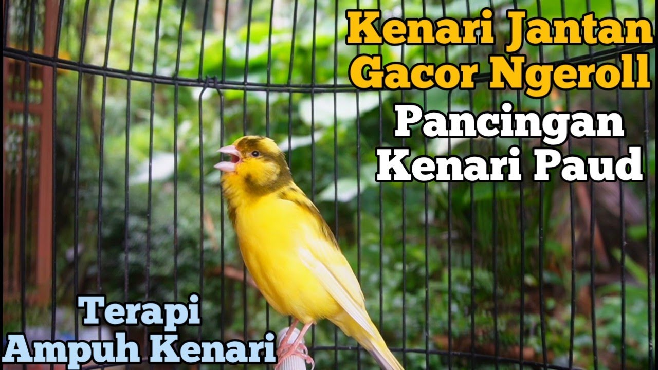 Kenari Jantan Gacor Panjang Cuit Cuit Emosi, Pancingan Kenari Paud Belajar Bunyi, terapi ampuh 