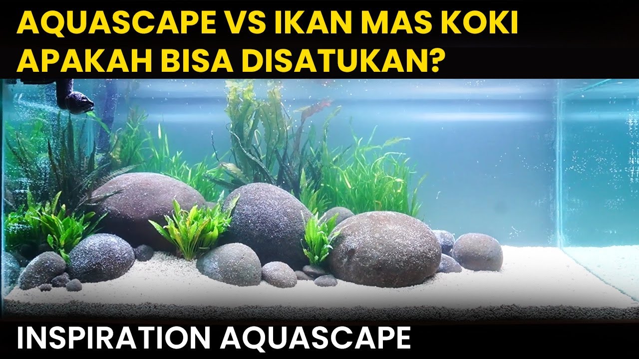 [PROJECTVLOG] JANGAN SEMBARANGAN KALAU MAU MASUKIN MAS KOKI KEDALAM AQUASCAPE