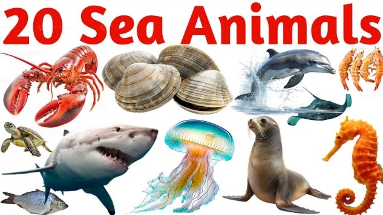10 Sea Animals Names for kids 🐬| समुद्री जीवों के नाम |बच्चों के लिए सीखें समुद्री जीव |Ocean Animal