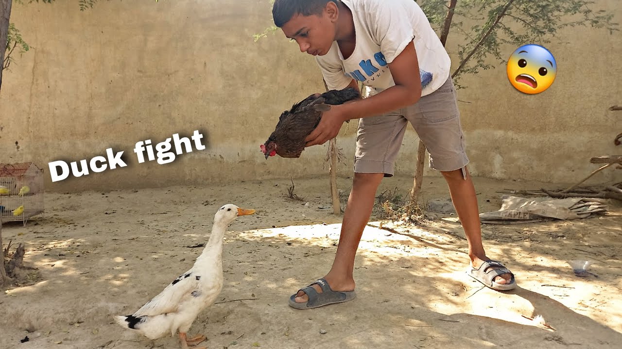 Hamari duck 😡 or murgi ki fight ho 😨 gai 