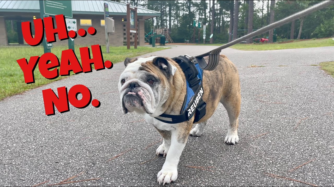 Reuben the Bulldog: Heck No, I Won't Go