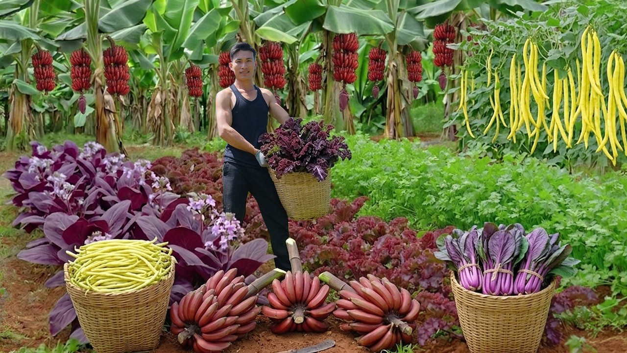 Chairman Trieu Harvest Cilantro And Fruits To Sell And Cook Simple Daily Meals &ndash; Farm Care
